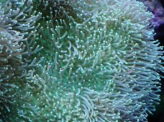 画像2: No.1 沖縄産　ウミキノコ　ライムグリーン (2)