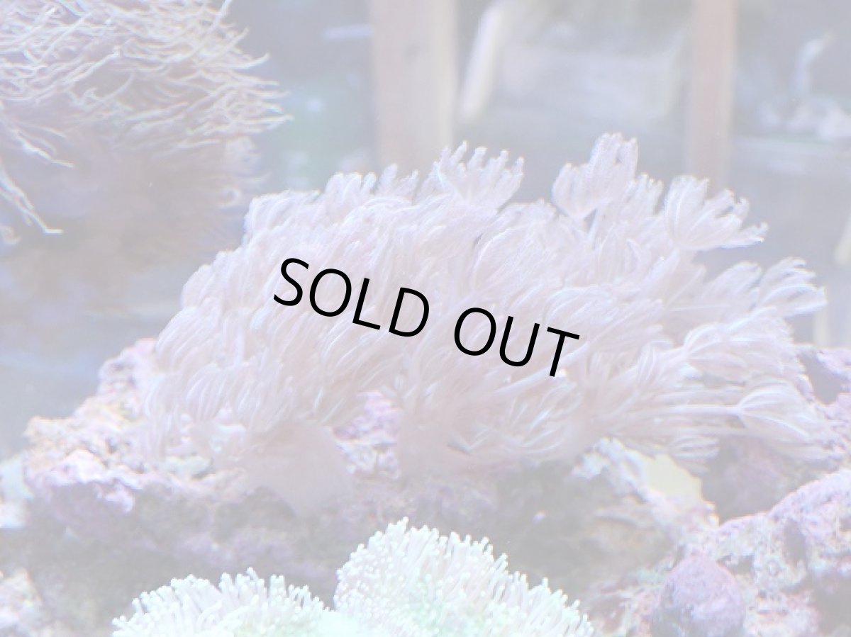 画像1: No.1 沖縄産　ウミアザミ (1)