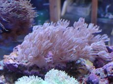 画像1: No.1 沖縄産　ウミアザミ (1)