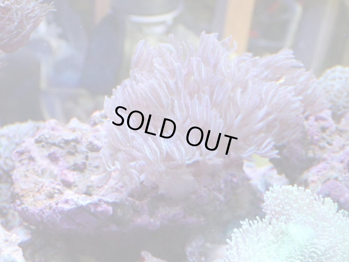 画像2: No.1 沖縄産　ウミアザミ (2)