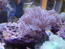 画像2: No.1 沖縄産　ウミアザミ (2)