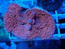 画像1: No.12 ウスコモンサンゴ　レッド (1)