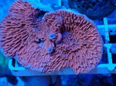 画像2: No.12 ウスコモンサンゴ　レッド (2)