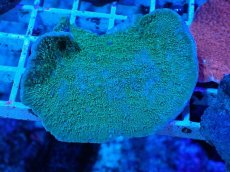 画像1: No.13 ウスコモンサンゴ　グリーン (1)