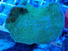 画像2: No.13 ウスコモンサンゴ　グリーン (2)