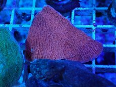 画像1: No.14 ウスコモンサンゴ　レッド (1)