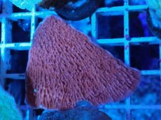 画像2: No.14 ウスコモンサンゴ　レッド (2)