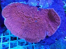 画像1: No.15 ウスコモンサンゴ　レッド (1)