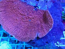 画像2: No.15 ウスコモンサンゴ　レッド (2)