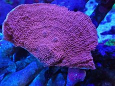 画像1: No.16 ウスコモンサンゴ　レッド (1)