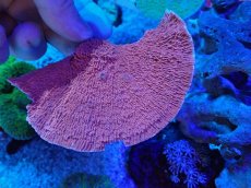 画像2: No.16 ウスコモンサンゴ　レッド (2)