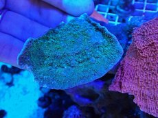 画像1: No.17 ウスコモンサンゴ　グリーン (1)