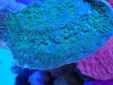 画像2: No.17 ウスコモンサンゴ　グリーン (2)