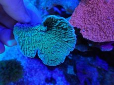 画像1: No.18 ウスコモンサンゴ　グリーン (1)