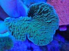 画像2: No.18 ウスコモンサンゴ　グリーン (2)