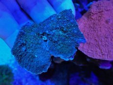 画像1: No.19 ウスコモンサンゴ　グリーン (1)