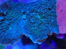 画像2: No.19 ウスコモンサンゴ　グリーン (2)