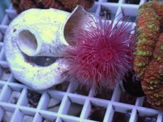 画像1: No.2 ハードチューブ　レッド (1)