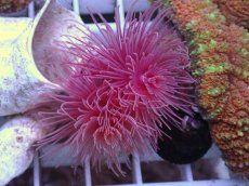 画像2: No.2 ハードチューブ　レッド (2)