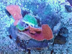 画像1: No.20 ウスコモンサンゴ　レッド＆グリーン (1)