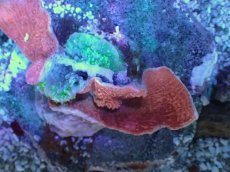 画像2: No.20 ウスコモンサンゴ　レッド＆グリーン (2)