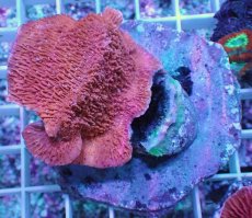 画像1: No.21 ウスコモンサンゴ　レッド (1)