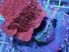 画像2: No.21 ウスコモンサンゴ　レッド (2)