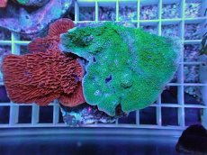 画像1: No.22 ウスコモンサンゴ　レッド＆グリーン (1)