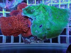 画像2: No.22 ウスコモンサンゴ　レッド＆グリーン (2)
