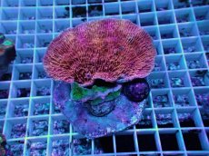 画像1: No.23 ウスコモンサンゴ　レッド＆グリーン (1)