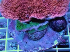 画像2: No.23 ウスコモンサンゴ　レッド＆グリーン (2)