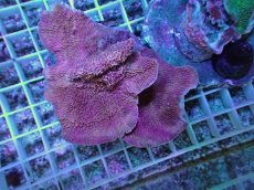 画像1: No.24 ウスコモンサンゴ　レッド (1)