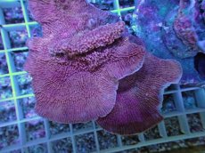 画像2: No.24 ウスコモンサンゴ　レッド (2)