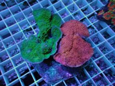 画像1: No.25 ウスコモンサンゴ　レッド＆グリーン (1)