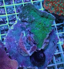 画像1: No.26 ウスコモンサンゴ　レッド＆グリーン (1)