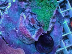 画像2: No.26 ウスコモンサンゴ　レッド＆グリーン (2)