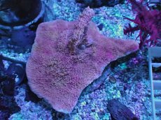 画像1: No.27 ウスコモンサンゴ　レッド (1)