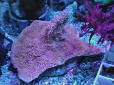 画像2: No.27 ウスコモンサンゴ　レッド (2)