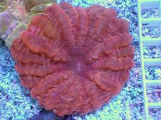 画像1: No.1 コハナガタサンゴ　レッド (1)