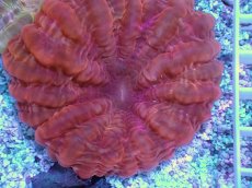 画像2: No.1 コハナガタサンゴ　レッド (2)
