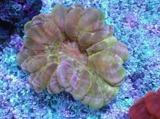 画像1: No.2 コハナガタサンゴ　マルチカラー (1)