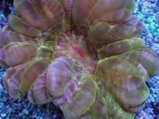 画像2: No.2 コハナガタサンゴ　マルチカラー (2)