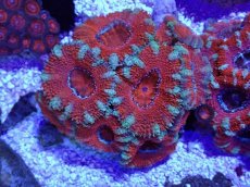 画像1: No.30 オーストラリア産 カクオオトゲキクメイシ (1)