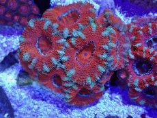 画像2: No.30 オーストラリア産 カクオオトゲキクメイシ (2)