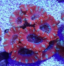 画像1: No.31 オーストラリア産 カクオオトゲキクメイシ (1)