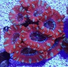 画像2: No.31 オーストラリア産 カクオオトゲキクメイシ (2)