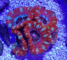 画像1: No.32 オーストラリア産 カクオオトゲキクメイシ (1)