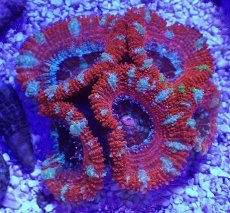 画像2: No.32 オーストラリア産 カクオオトゲキクメイシ (2)