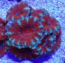 画像1: No.33 オーストラリア産 カクオオトゲキクメイシ (1)