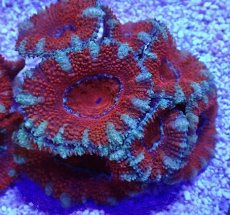 画像2: No.33 オーストラリア産 カクオオトゲキクメイシ (2)